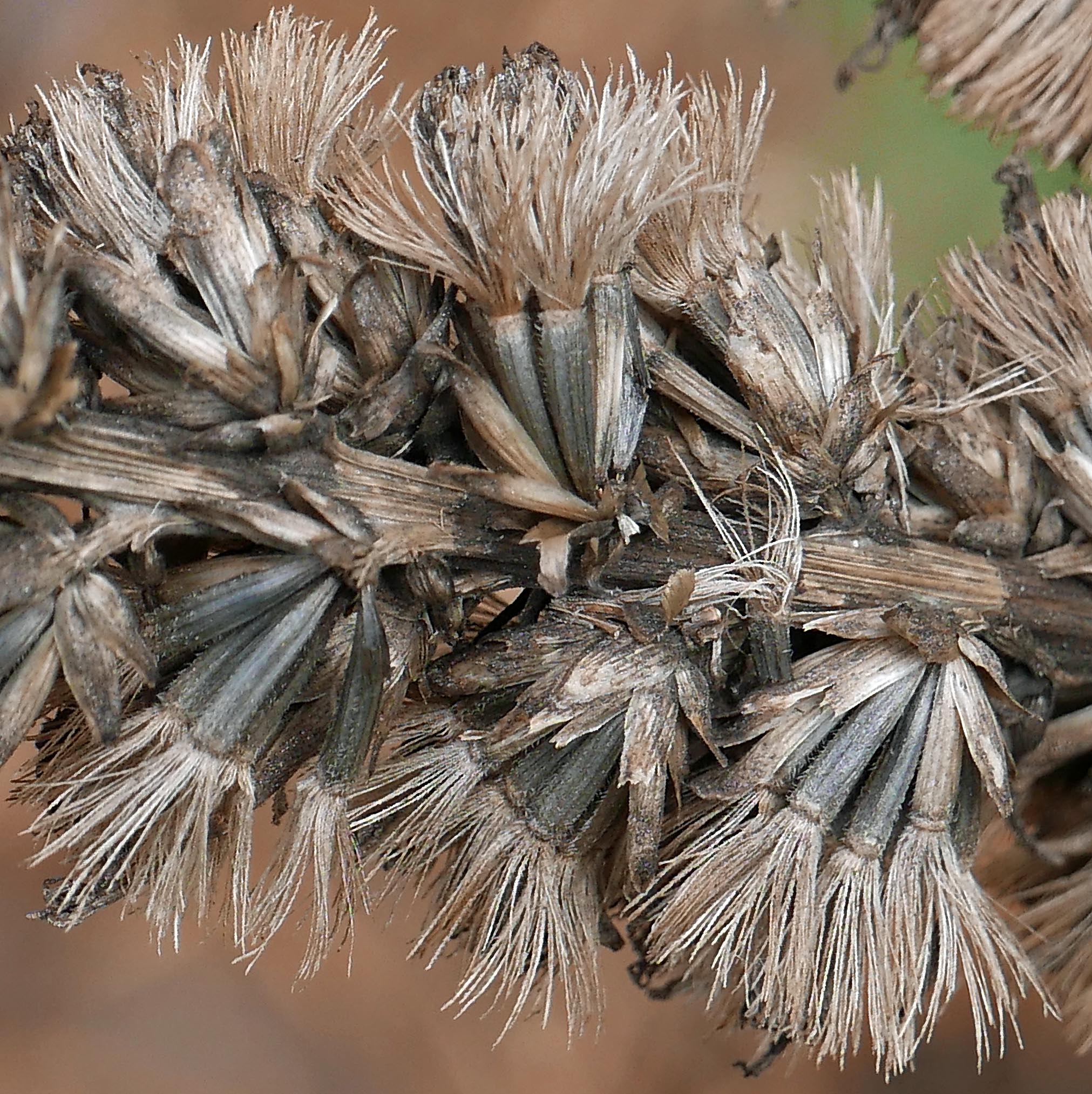 Antrorsely (upwardly directed) barbellate pappi of native Liatris spicata