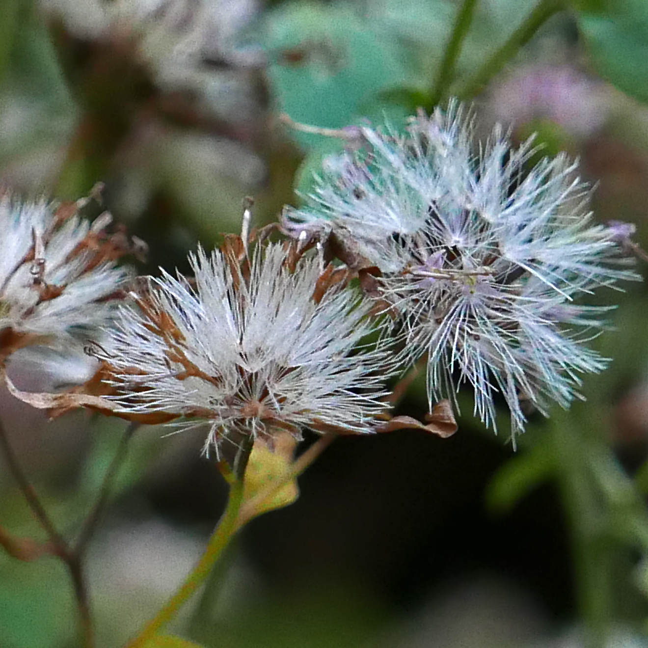 Pappi of barbellate to barbellulate, persistent bristles of native urybia divaicata