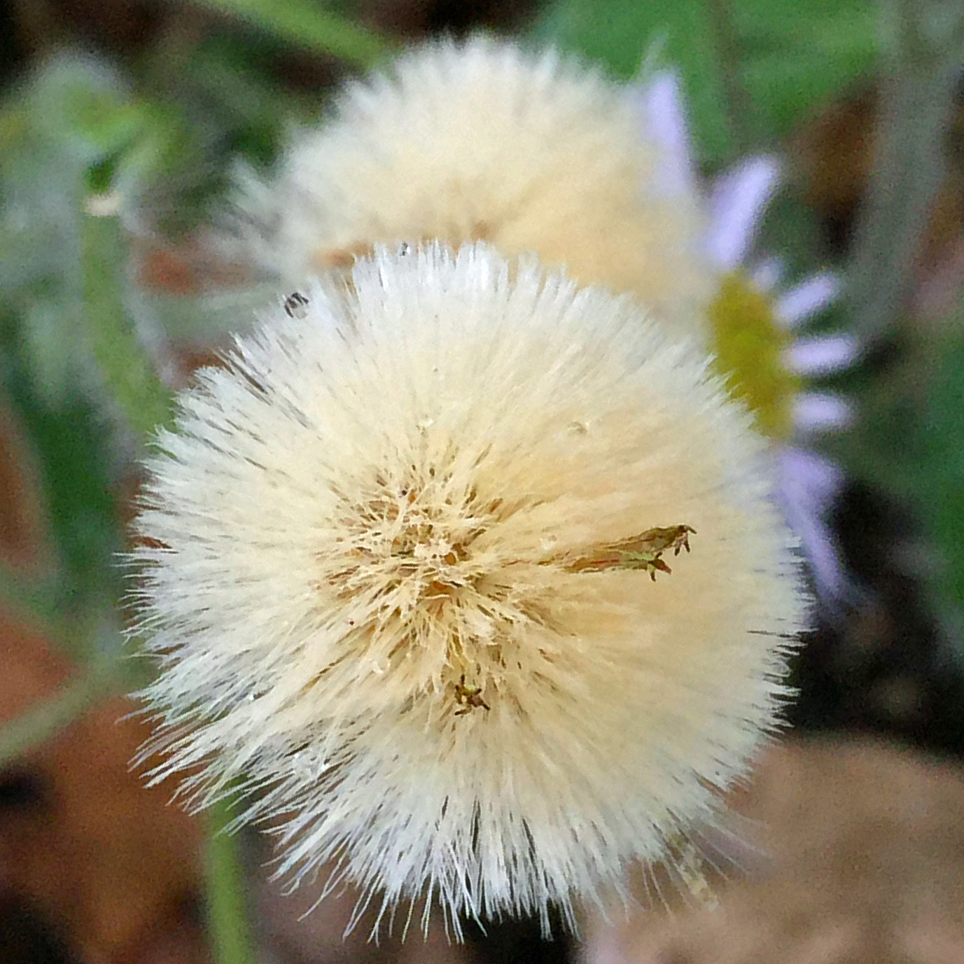 Pappi of capillary bristles of native Erigeron pulchellus