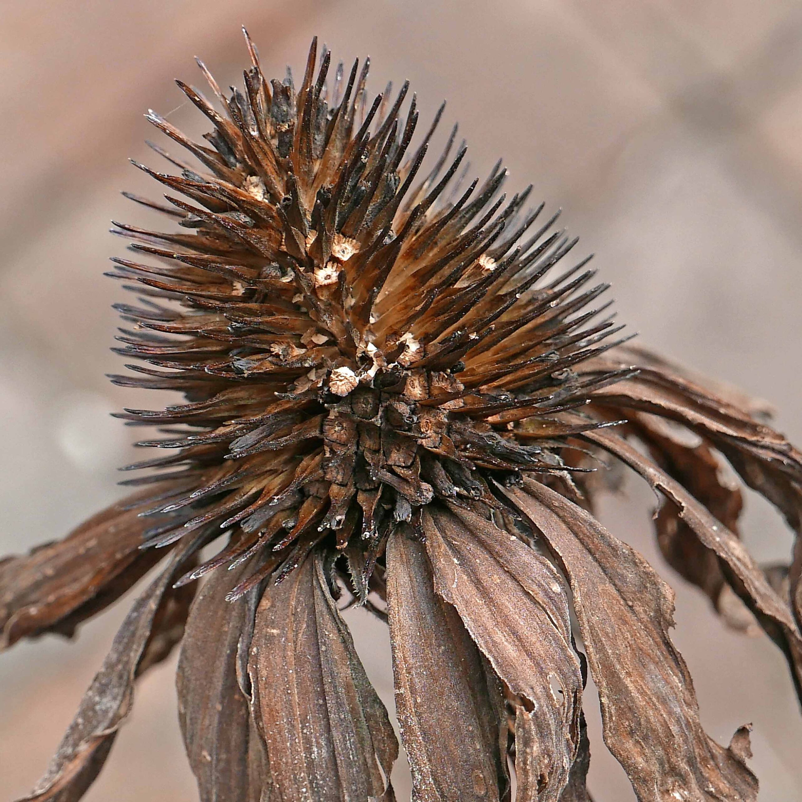 Coroniform pappi with denticulate margins of Echinacea purpurea