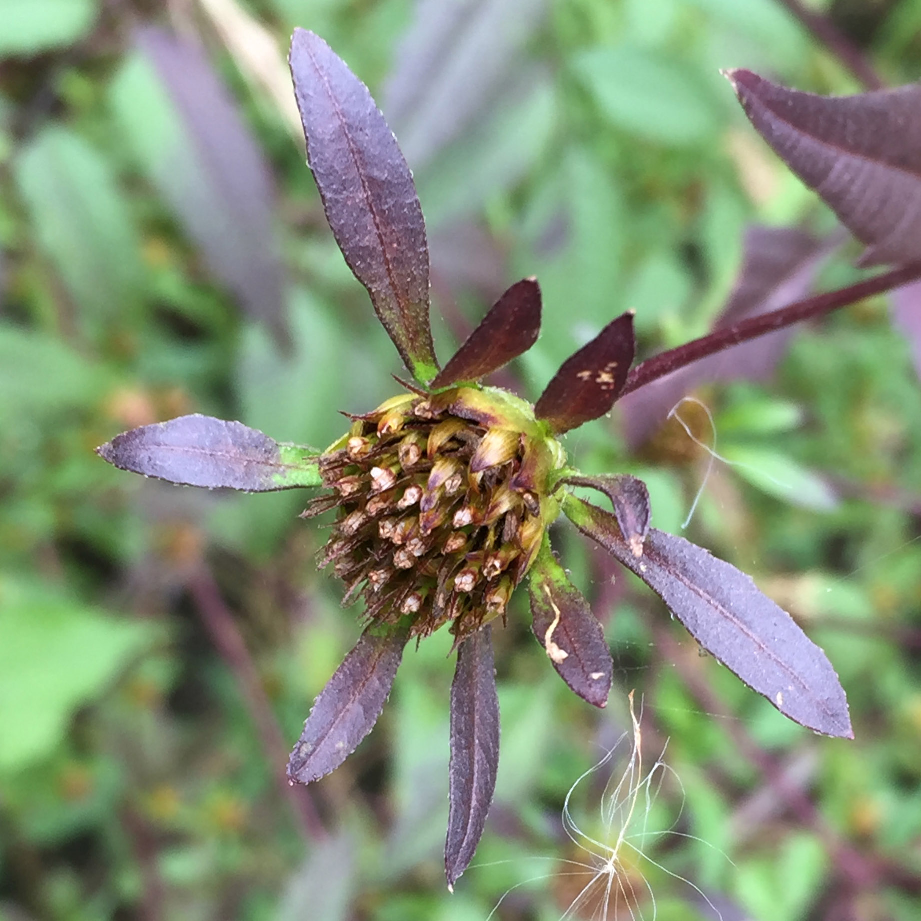 Pappus with 2 barbed awns usually retrorse (backward) of native Bidens frondosa