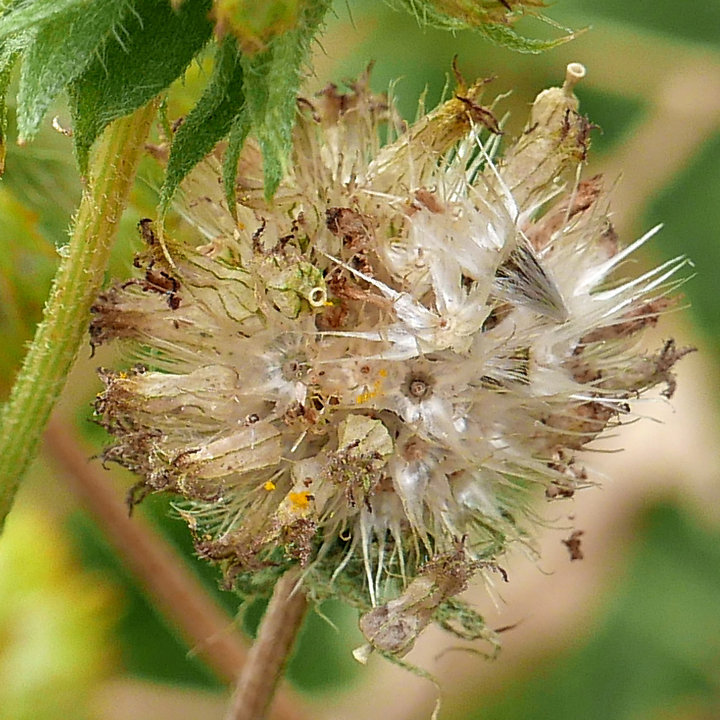 Pappus with 6–10 awned scales of Gaillardia
