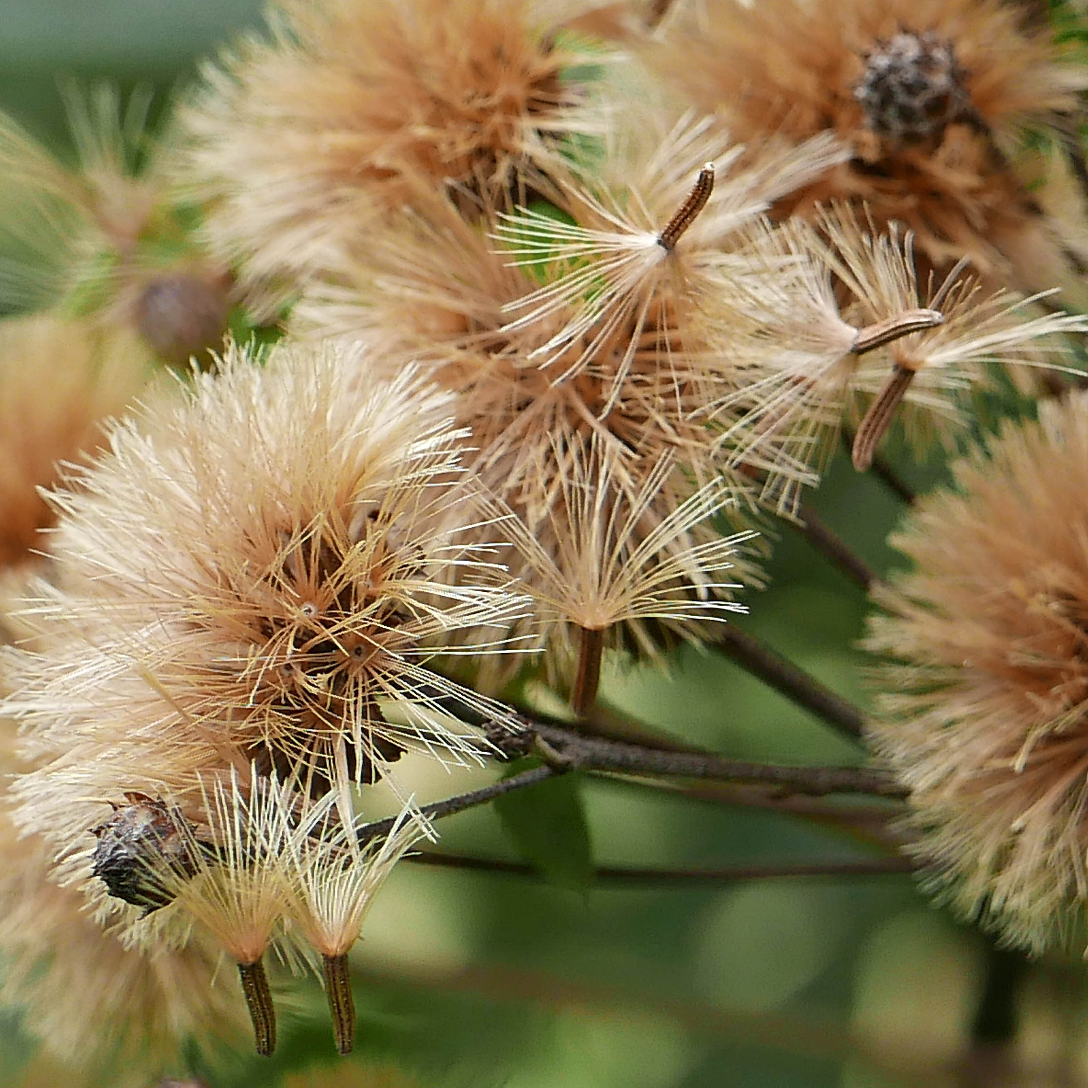 Double-rowed pappus of native Vernonia noveboracensis