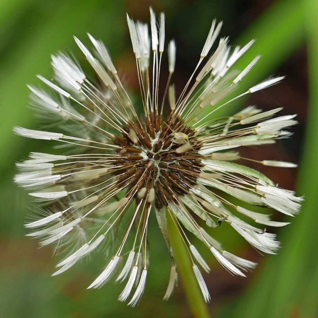 Closed pappus plumes of Taraxacum erythrosperum