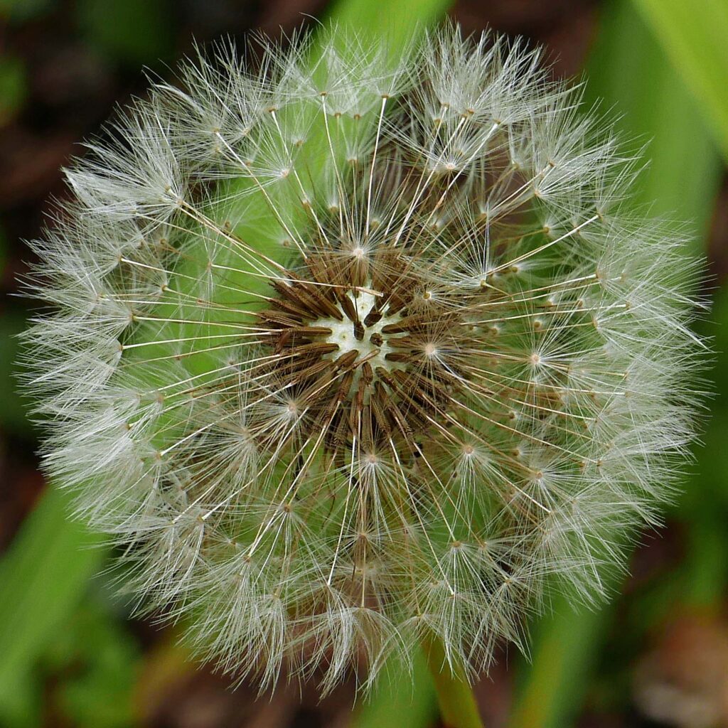 Opening pappus plumes of Taraxacum erythrosperum