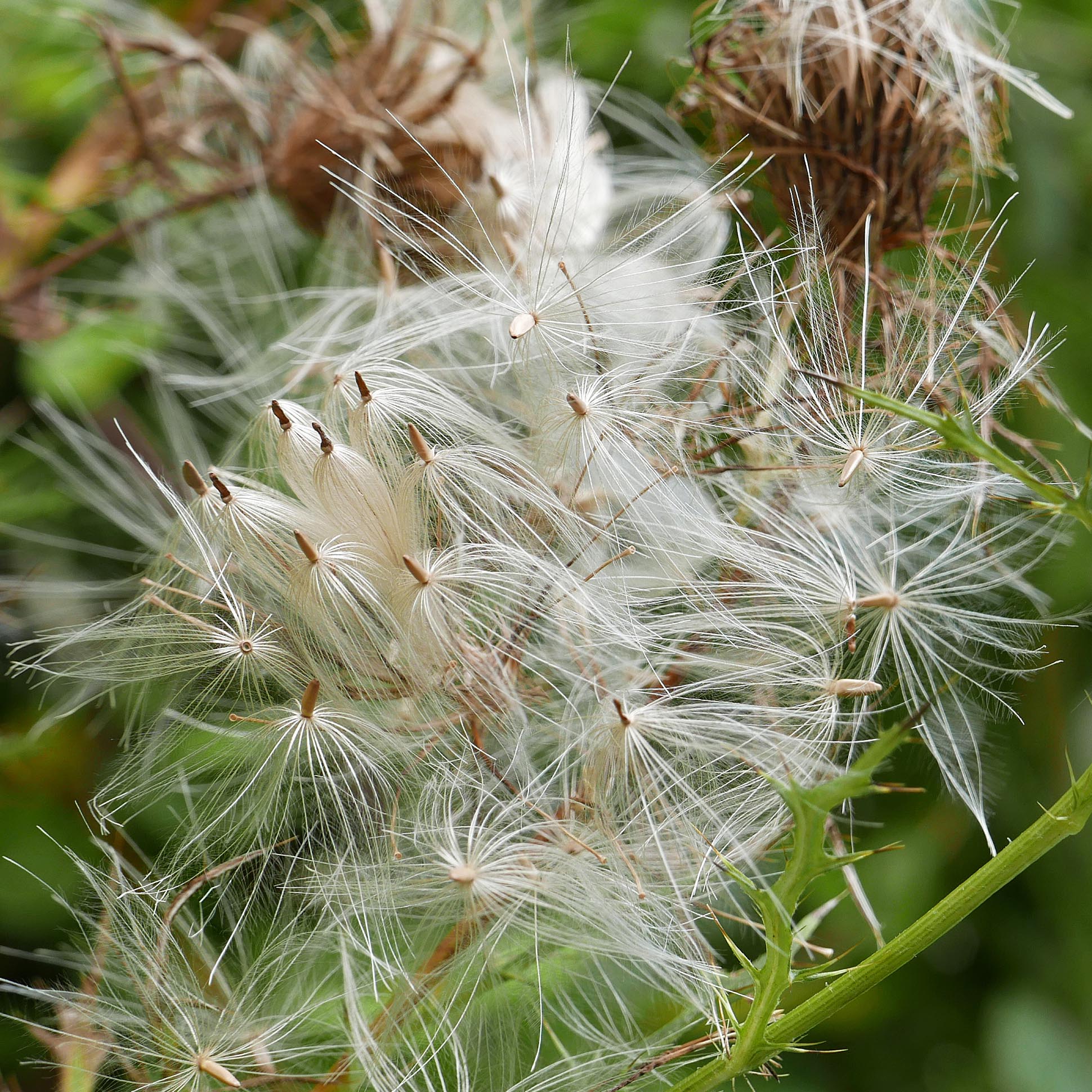 Pappi of plumose bristles of native Cirsium discolor