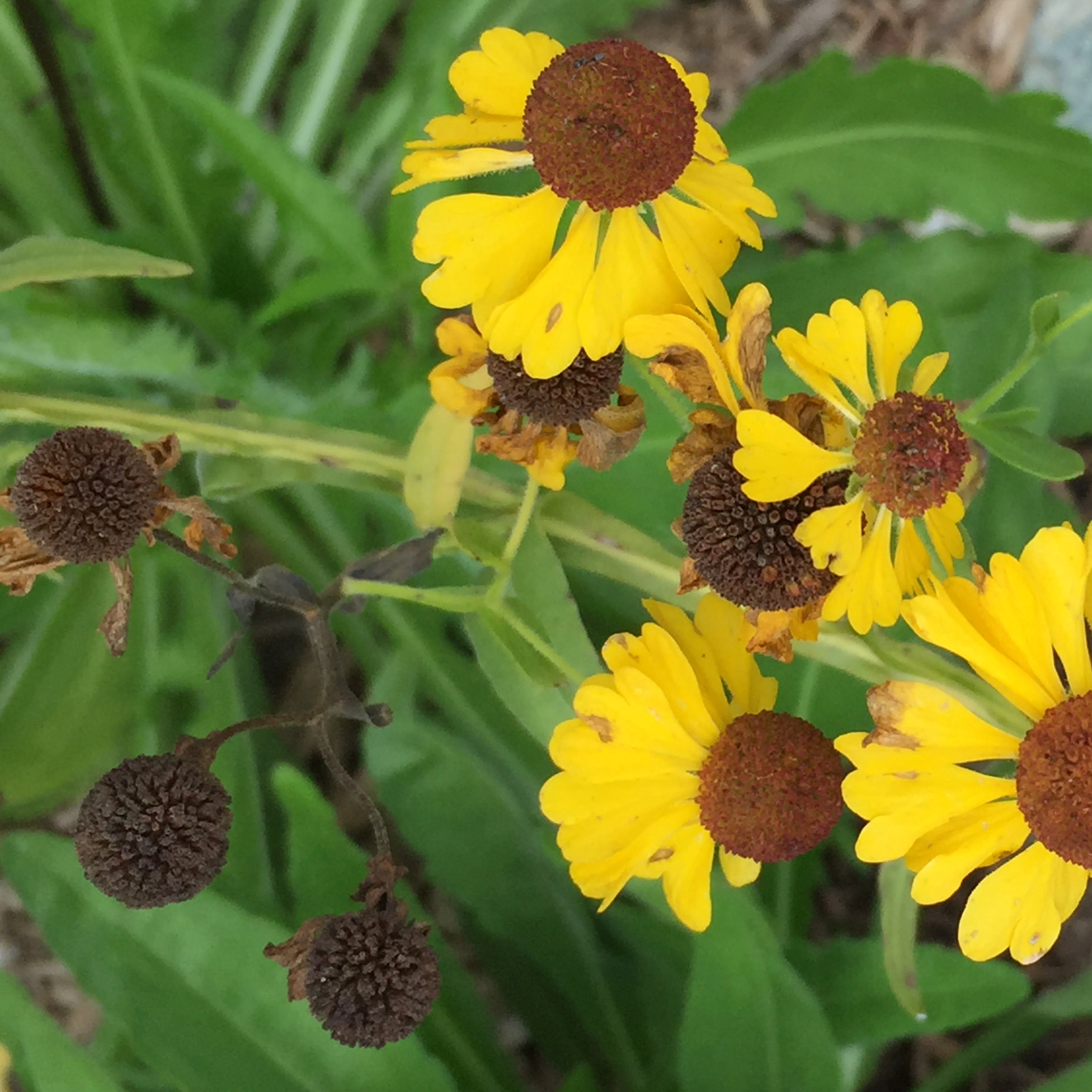Scaled pappi of native Helenium flexuosum