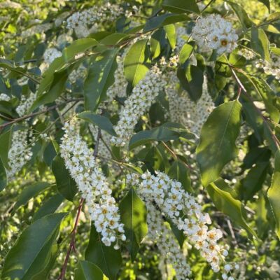 Prunus serotina ([Wild] Black Cherry)
