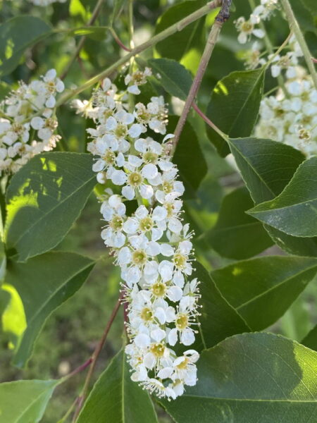 Blossoms of black cherry in May