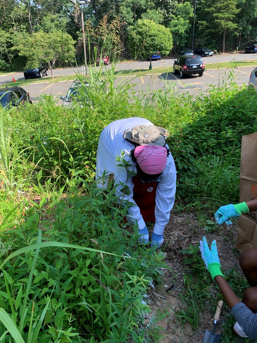 Master Naturalist Valerie LaTortue, pulling invasive plants and weeds