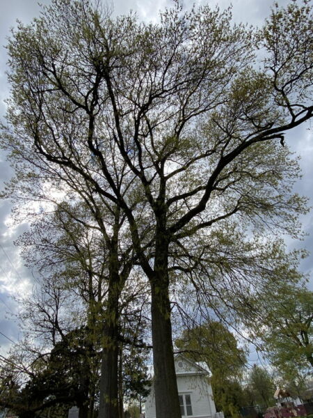 Red oak grows from 50 to 75 feet tall