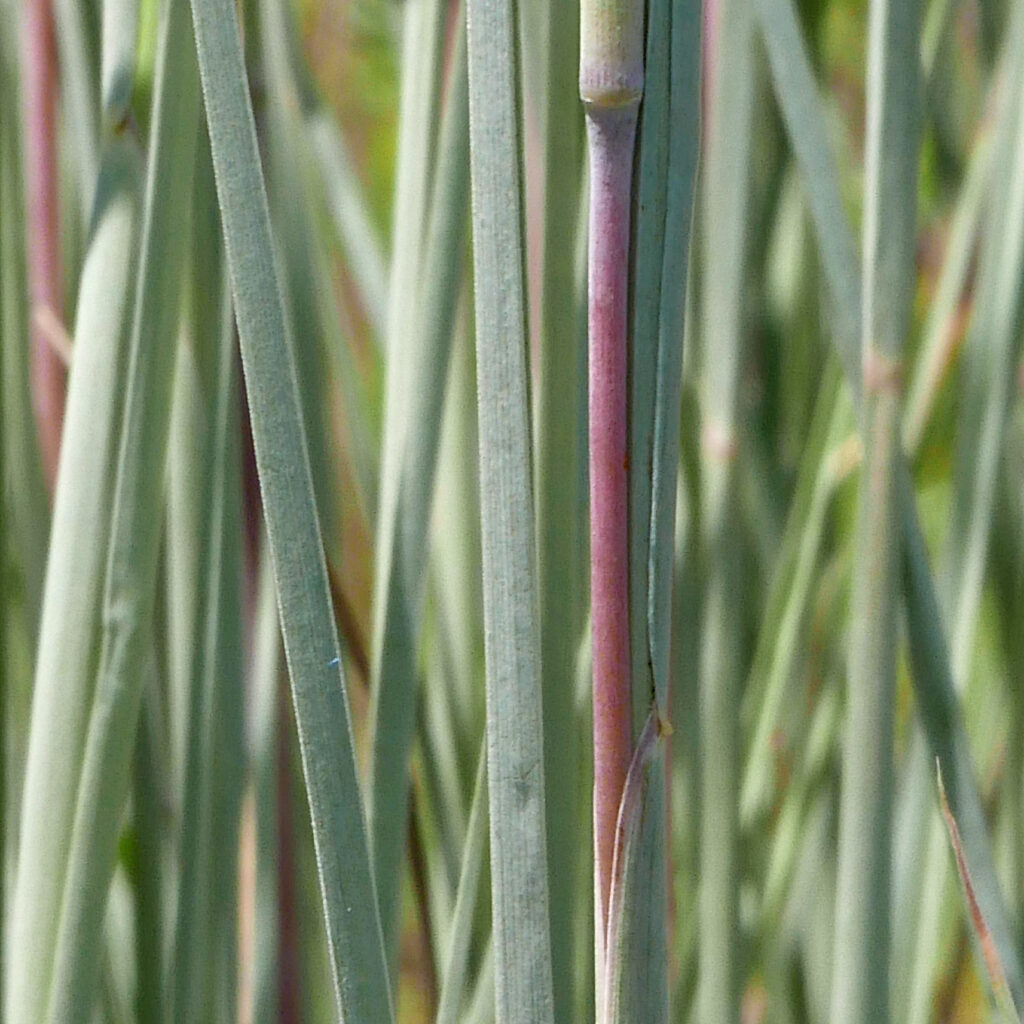 Characteristic of grasses, the stem of native Schizachyrium scoparium has solid joints (nodes) with hollow internodes. Its leaf sheath is open in front, common to grasses and rushes, but not to sedges whose sheaths are closed.
