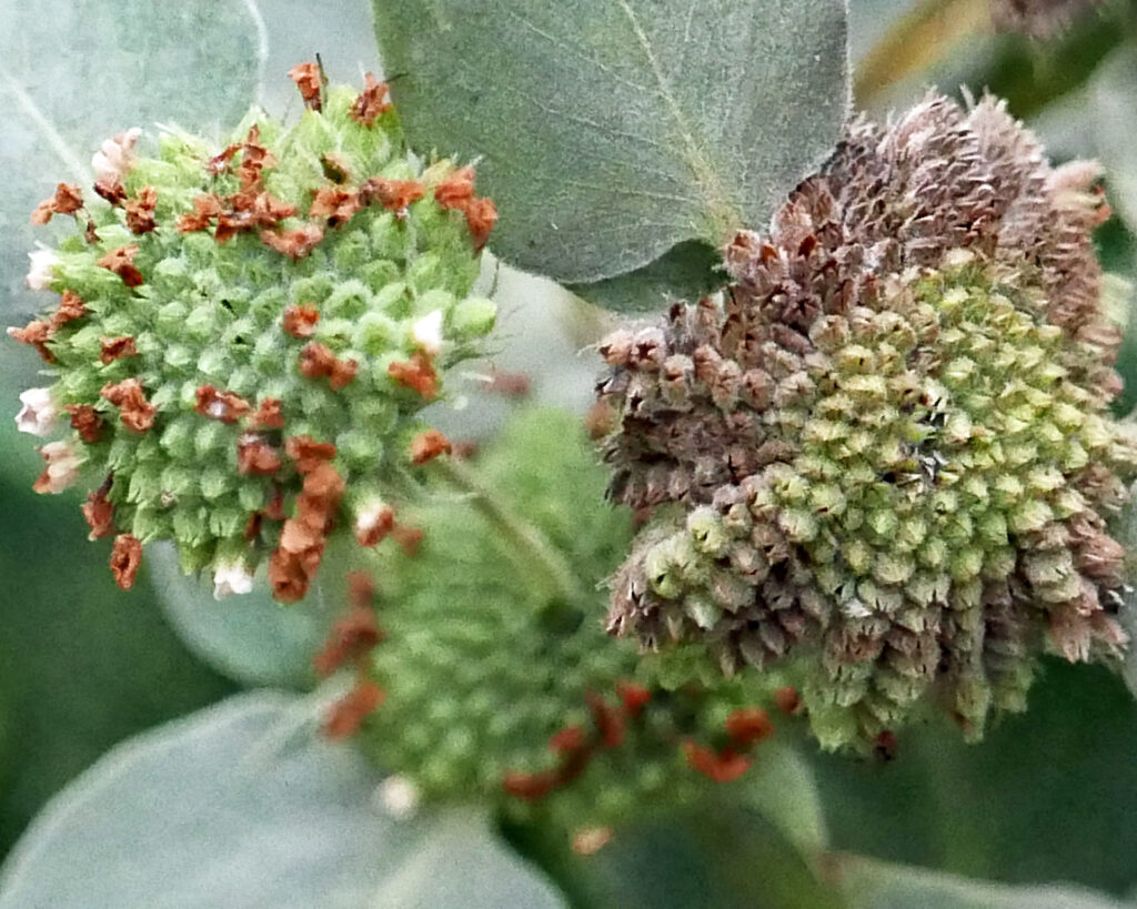 Each schizocarp separates into four nutlets on Pycnanthemum muticum (short-toothed mountain mint)