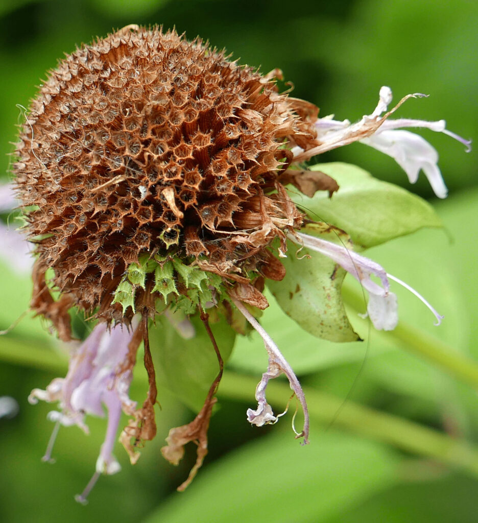 Four nutlets develop within each calyx of Monarda fistulosa (wild bergamot)