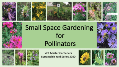 Small Space Gardening for Pollinators