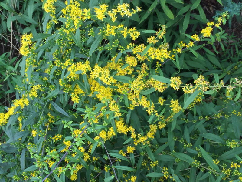 Yellow flowers of Blue-stemmed goldenrod