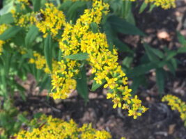 Yellow flowers up close with bumble bee.
