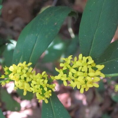Close-up of one spray of yellow flowers with green oblong leaves