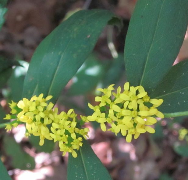 Close-up of one spray of yellow flowers with green oblong leaves