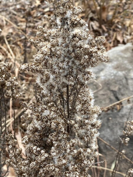 Seeds of gray goldenrod in winter