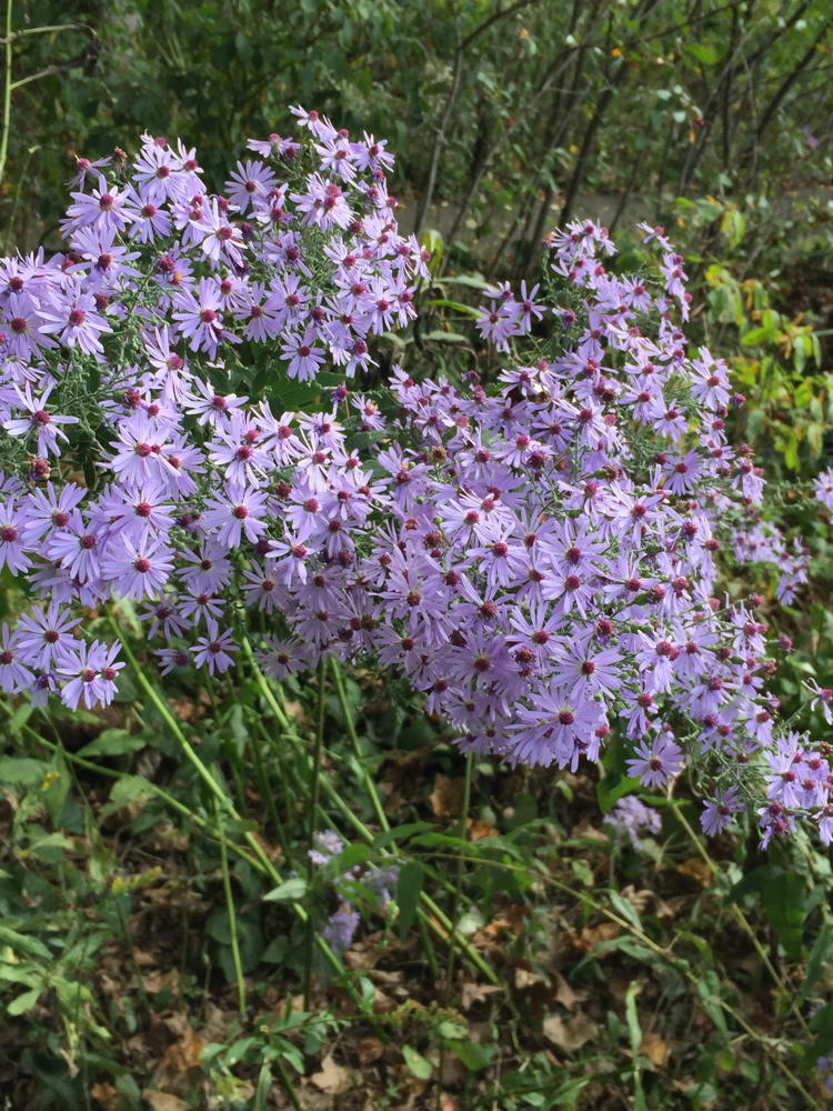 Blue Wood aster adds architectural interest to a garden