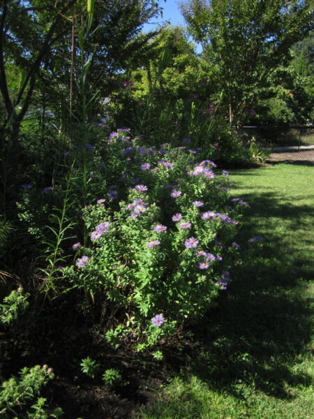 Aromatic aster is an important late nectar source