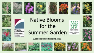 Native Blooms for the Summer Garden