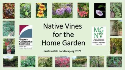 Native Vines for the Home Garden