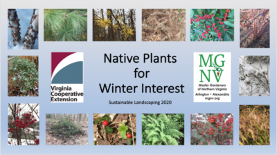 Native Plants for Winter Interest title slide - with 14 photos of native plants