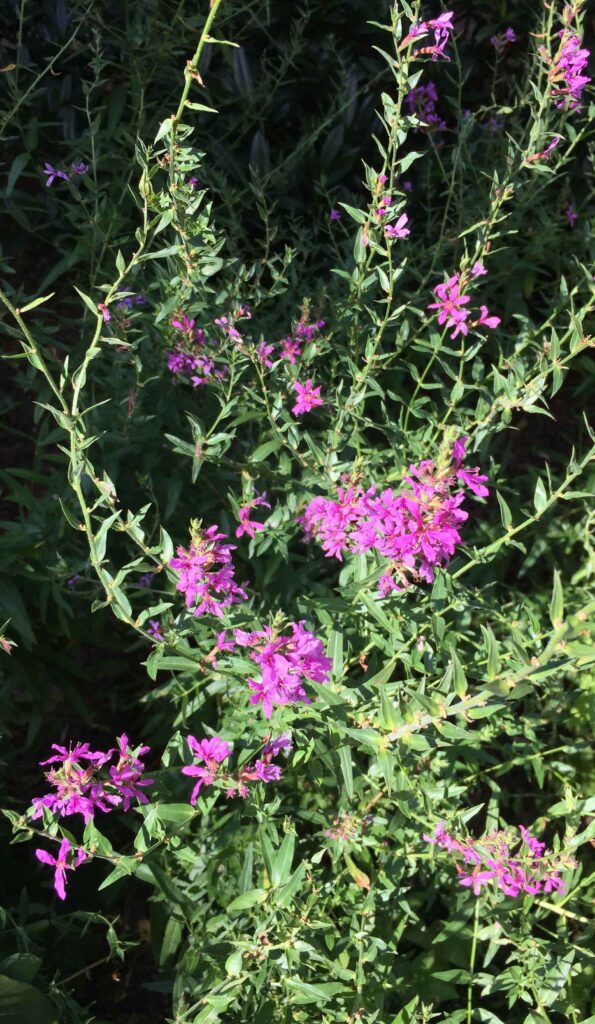 Trimorphic, invasive Lythrum salicaria (purple loosestrife)
