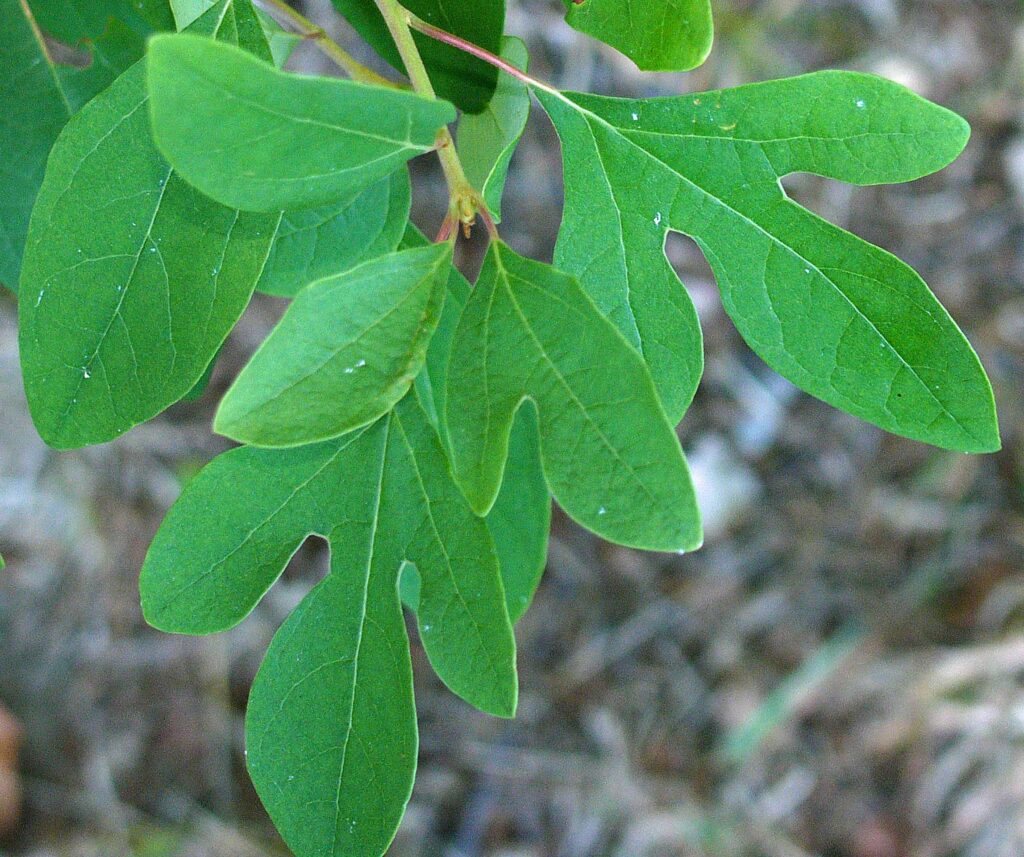Three distinct shaped leaves of trimorphic native Sassafras albidum