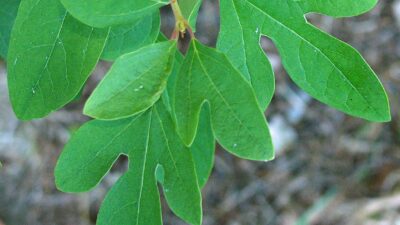 Three distinctly shaped, alternate, simple, pinnately veined leaves of trimorphic native Sassafras albidum