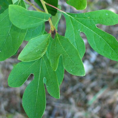 Three distinctly shaped, alternate, simple, pinnately veined leaves of trimorphic native Sassafras albidum