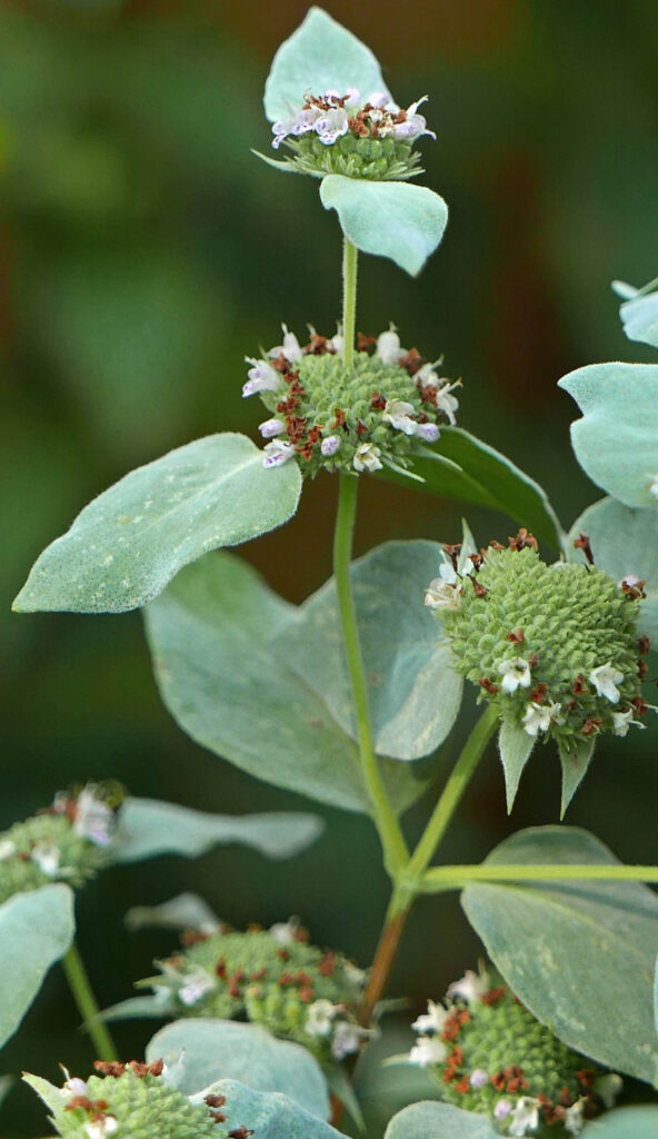 Flowers (verticillasters) of native Pycnanthemum muticum (short-toothed mountain mint)