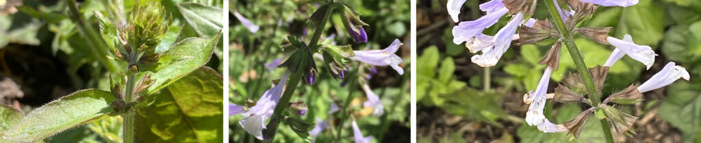 Widely separated verticillasters of Salvia lyrata (lyre-leaf sage)