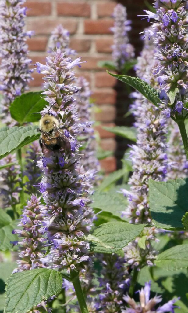 Terminal spikes of flowers (verticllasters) of Agastache foeniculum (blue giant hyssop)