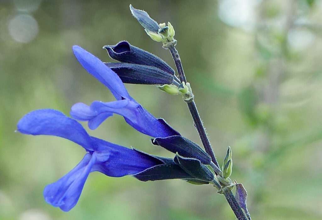 The verticillasters of Salvia guaranitica 'Black and Blue'
