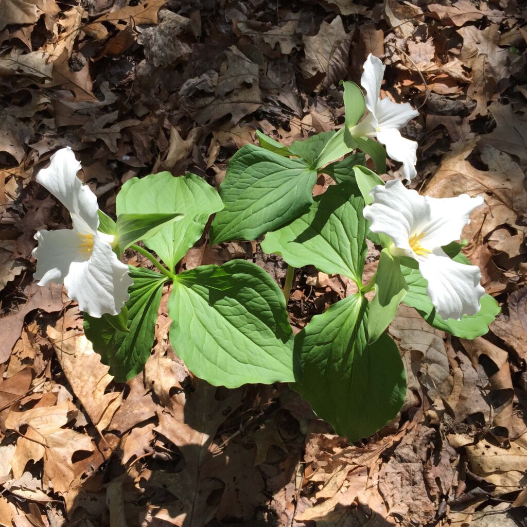 Whorl of 3 bracts of native Trillium grandiflorum (large-flowered trillium) in April.