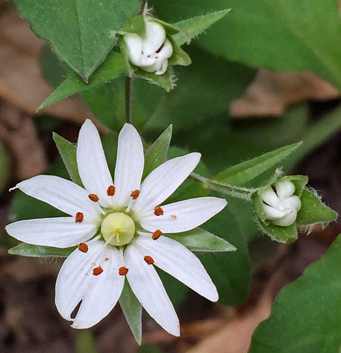 Four whorls of a native Stellaria pubera (star chickweed) flower consists of: five green sepals; five deeply-notched, white petals; ten orange-red stamens; and a pale-yellow ovary withn three styles.