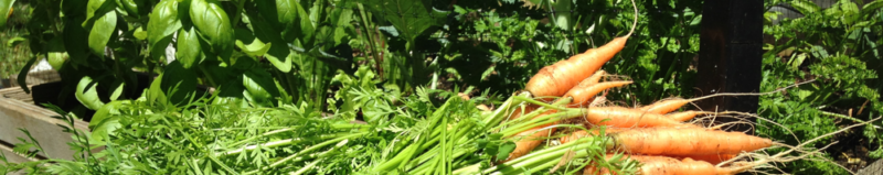 Basil and carrot bunches from the OVG