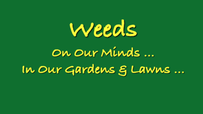 Weeds - On our minds . . . In our gardens & lawns