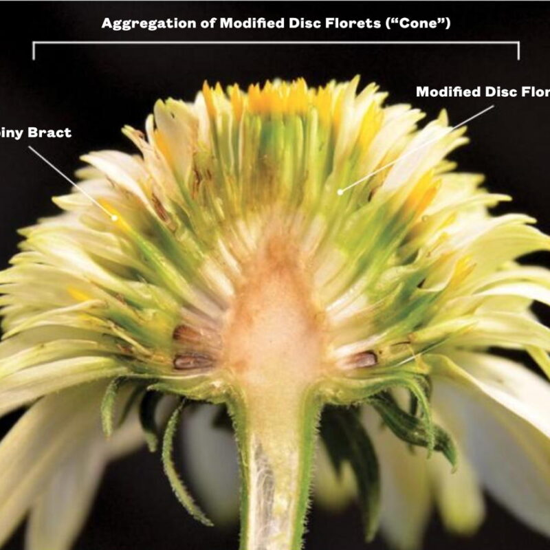 Bisection of sterile double-flowered cultivar (Echinacea 'Meteor yellow')