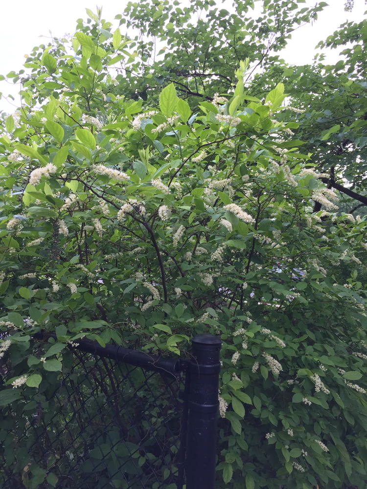 The straight species of Virginia sweetspire - large plant with white panicles