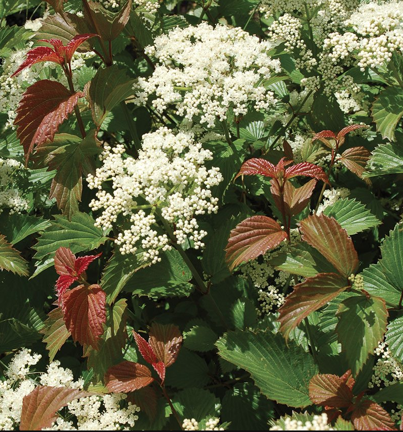‘Red Feather’ cultivar of Arrowwood Viburnum with modified foliage