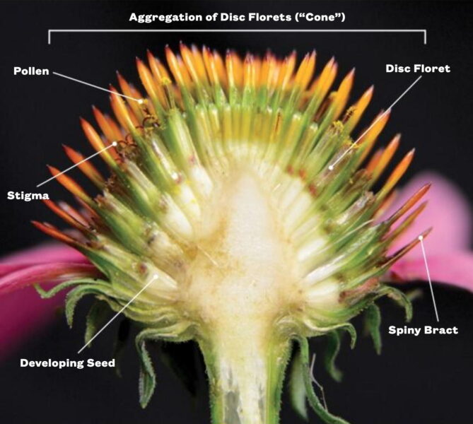 Bisection of Echinacea purpurea blossom