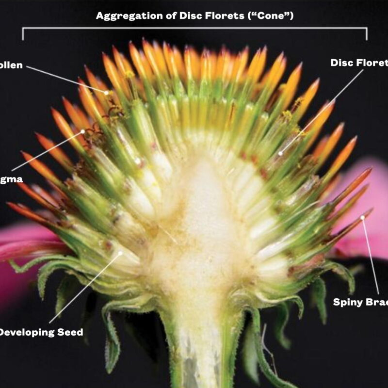 Bisection of Echinacea purpurea blossom