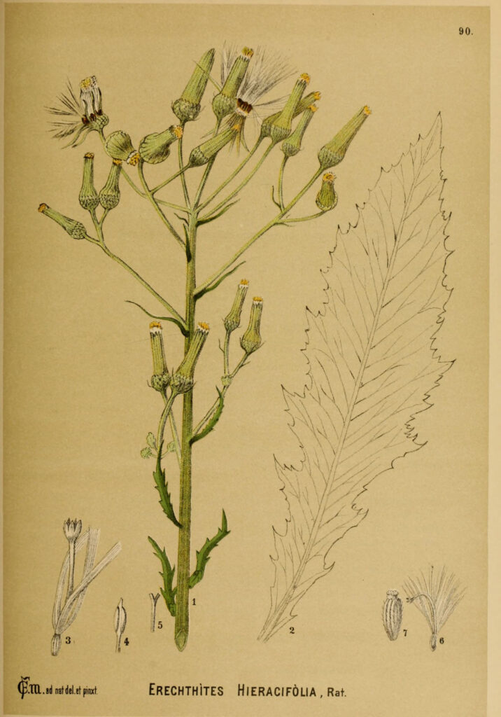 Erechtites hieraciifolius Illustratiions
