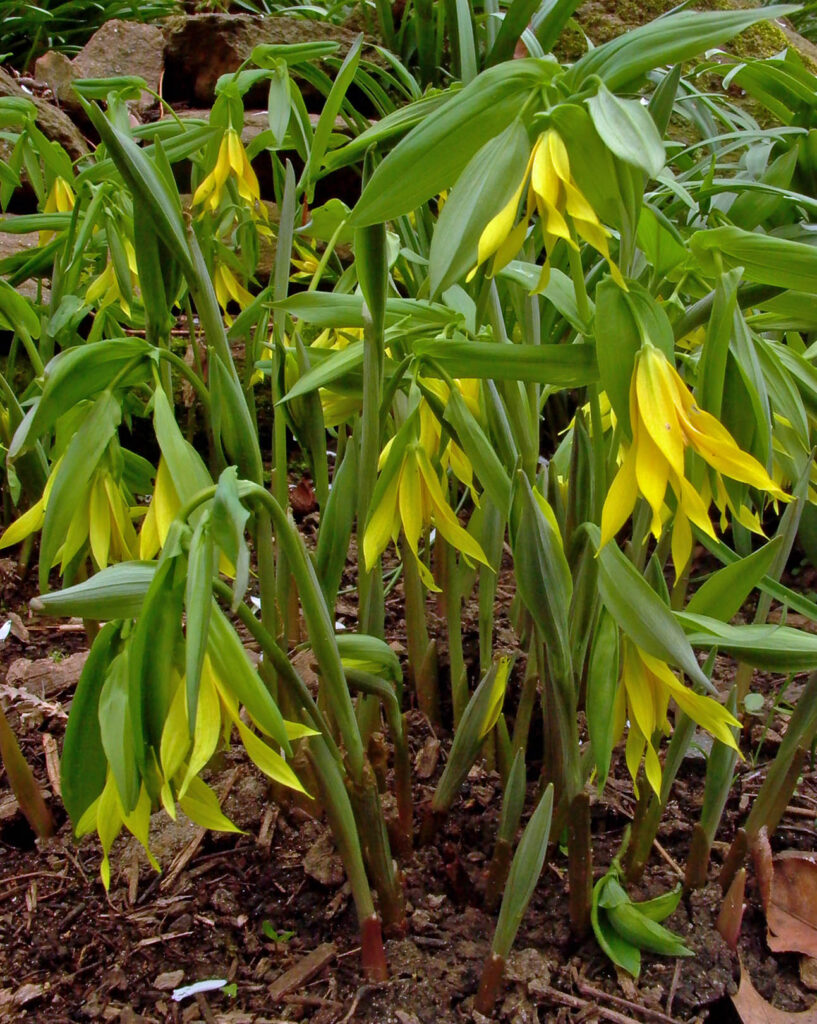 Uvularia grandiflora (large-flowered bellwort) at Bon Air Park's Shade Garden in March.