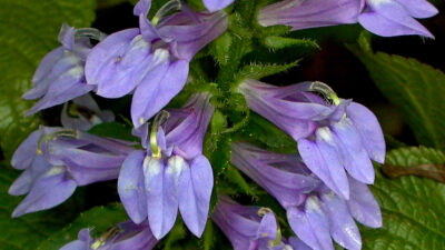 Bilabiate flowers with 2-lobed upper lip and 3-lobed lower lip of Lobelia siphilitica in September
