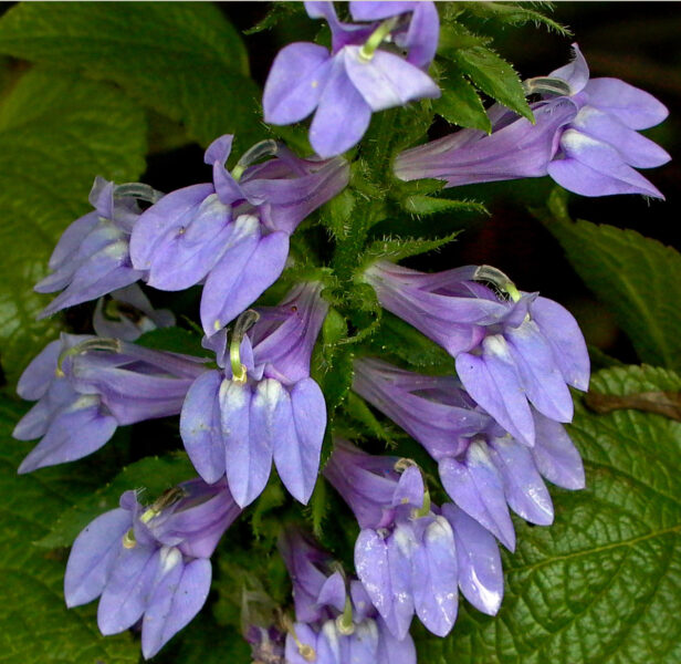 Bilabiate flowers with 2-lobed upper lip and 3-lobed lower lip of Lobelia siphilitica in September
